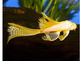 ANCISTRUS GOLD LONG FIN 3