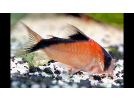 CORYDORAS DAVIDSANTSI  2 5-3