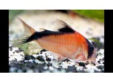 CORYDORAS DAVIDSANTSI  2 5-3