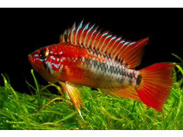 APISTOGRAMMA MACMASTERI RED HEAD 3-4