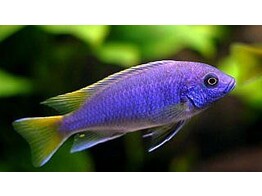 PSEUDOTROPHEUS ACEI 6-8