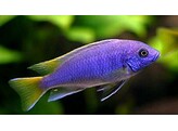 PSEUDOTROPHEUS ACEI 6-8