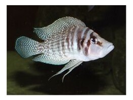 ALTOLAMPROLOGUS CALVUS 4 - 4 5