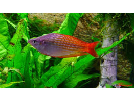 MELANOTAENIA SPLENDIDA DEEP WATER CREEK 3 5 - 5