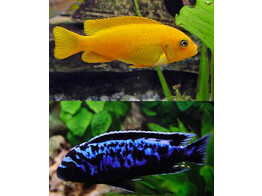 PSEUDOTROPHEUS MSOBO MAGUNGA RED 4