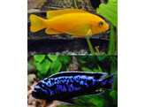 PSEUDOTROPHEUS MSOBO MAGUNGA RED 4