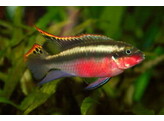 PELVICACHROMIS PULCHER SUPER RED XXL