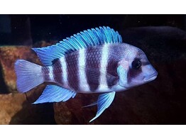 CYPHOTILAPIA FRONTOSA SAMBIA BLUE 3-4
