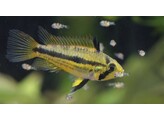 APISTOGRAMMA CACATUOIDES FEMALE 3
