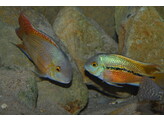 CICHLASOMA/HYPSOPHRYS NICARAGUENSIS 10-12