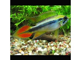APISTOGRAMMA AGASSIZII L