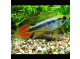APISTOGRAMMA AGASSIZII L