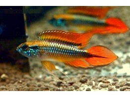 APISTOGRAMMA AGASSIZII RED L