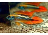 APISTOGRAMMA AGASSIZII RED L