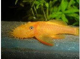 ANCISTRUS LEMON/ORANGE L 144  black eye  3-3 5
