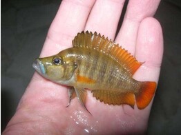 ALTOLAMPROLOGUS COMPRESSICEPS RED FIN TANZ. 3-3 5