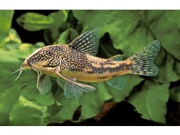 CORYDORAS BARBATUS 3 5-4