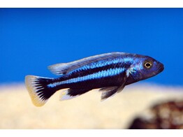 MELANOCHROMIS CHIPOKAE 10-12
