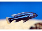 MELANOCHROMIS CHIPOKAE 10-12