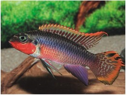 PELVICACHROMIS TAENIATUS NIETE XL