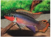 PELVICACHROMIS TAENIATUS NIETE XL