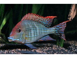 GEOPHAGUS BRASILIENSIS RED 6-7
