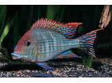 GEOPHAGUS BRASILIENSIS RED 6-7