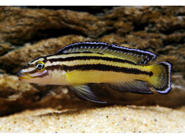 JULIDOCHROMIS REGANI KACHESE ZAMBIA 3 5-4