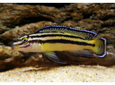 JULIDOCHROMIS REGANI KACHESE ZAMBIA 3 5-4