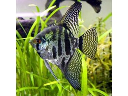 PTEROPHYLLUM SCALARE ZEBRA L