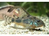 CORYDORAS PALEATUS LONG FIN XL