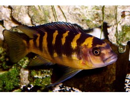 PSEUDOTROPHEUS CRABRO GOLD 4