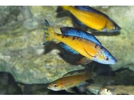 CYPRICHROMIS MICROLEPIDOTUS KASAI ZAIRE 4-5