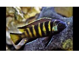 PSEUDOTROPHEUS ELONGATUS CHAILOSI 4