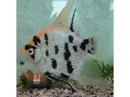 PTEROPHYLLUM SCALARE KOI DIAMOND 4