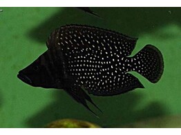 ALTOLAMPROLOGUS CALVUS BLACK 4