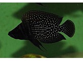 ALTOLAMPROLOGUS CALVUS BLACK 4