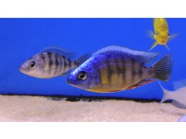PROTOMELAS SP. STEVENI TAIWAN 6-6 5
