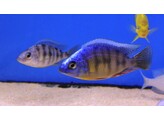 PROTOMELAS SP. STEVENI TAIWAN 6-6 5