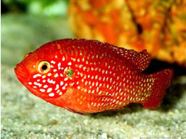 HEMICHROMIS GUTTATUS 4-5