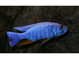 SCIAENOCHROMIS FRYERI MALERI ISLAND 3-4