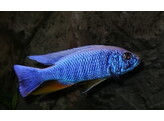 SCIAENOCHROMIS FRYERI MALERI ISLAND 3-4