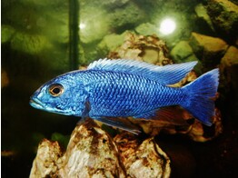 SCIAENOCHROMIS FRYERI MALERI ISLAND 4-5