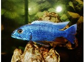 SCIAENOCHROMIS FRYERI MALERI ISLAND 4-5