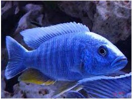 HAPLOCHROMIS AHLI  SCIAENOCHROMIS FRYERI  5-6