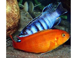 PSEUDOTROPHEUS SAULOSI CORAL RED 8-10