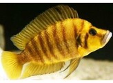 ALTOLAMPROLOGUS COMPRESSICEPS chaitika 3-4