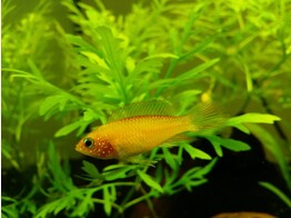 APISTOGRAMMA AGASSIZII FIRE RED female 2 5-3