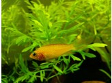 APISTOGRAMMA AGASSIZII FIRE RED female 2 5-3