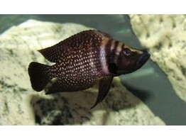 ALTOLAMPROLOGUS CALVUS BLACK PEARL 4-5